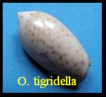 Oliva (Oliva) tigridella, Duclos 1835 f. blanda, Marrat 1867